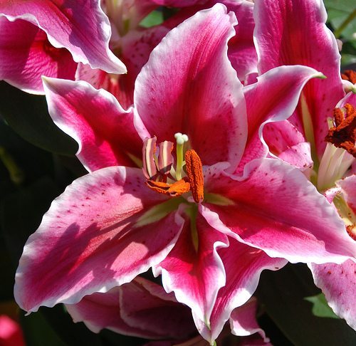 Mother's Day